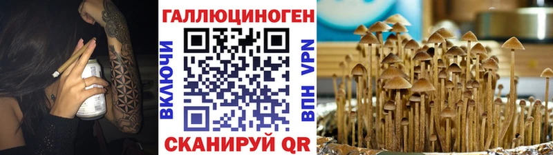 Галлюциногенные грибы Psilocybine cubensis  Елизаветинская 